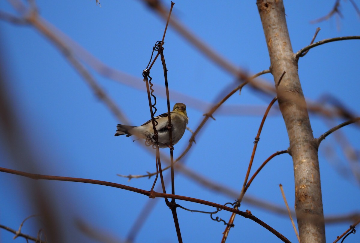 American Goldfinch - ML415979721