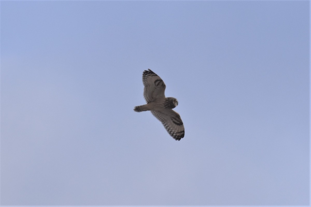 Short-eared Owl - ML415980651