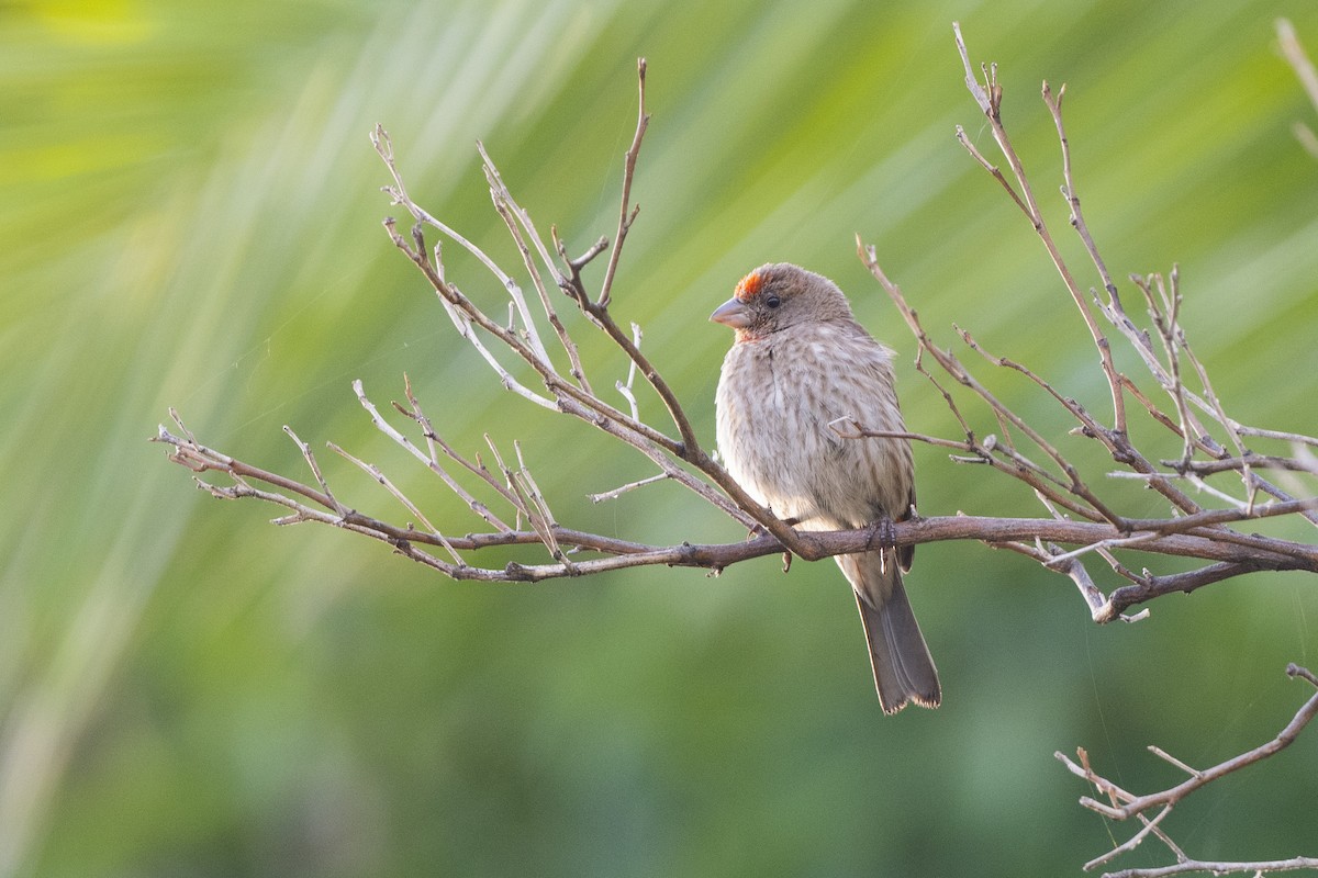 House Finch - ML415981581