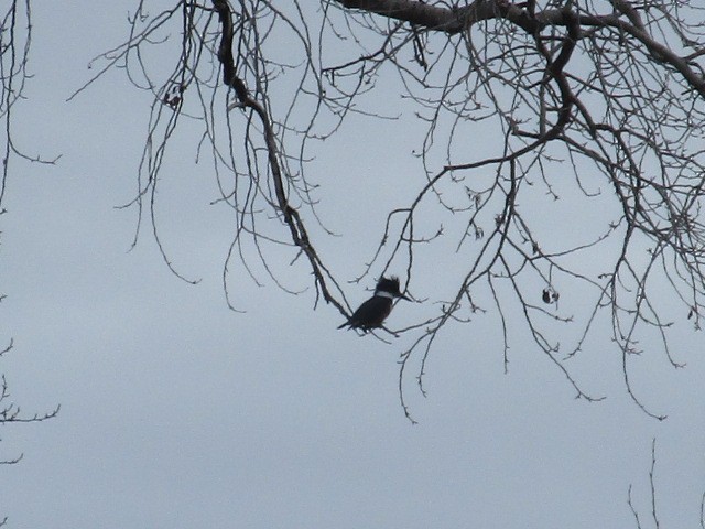 Belted Kingfisher - ML415982201