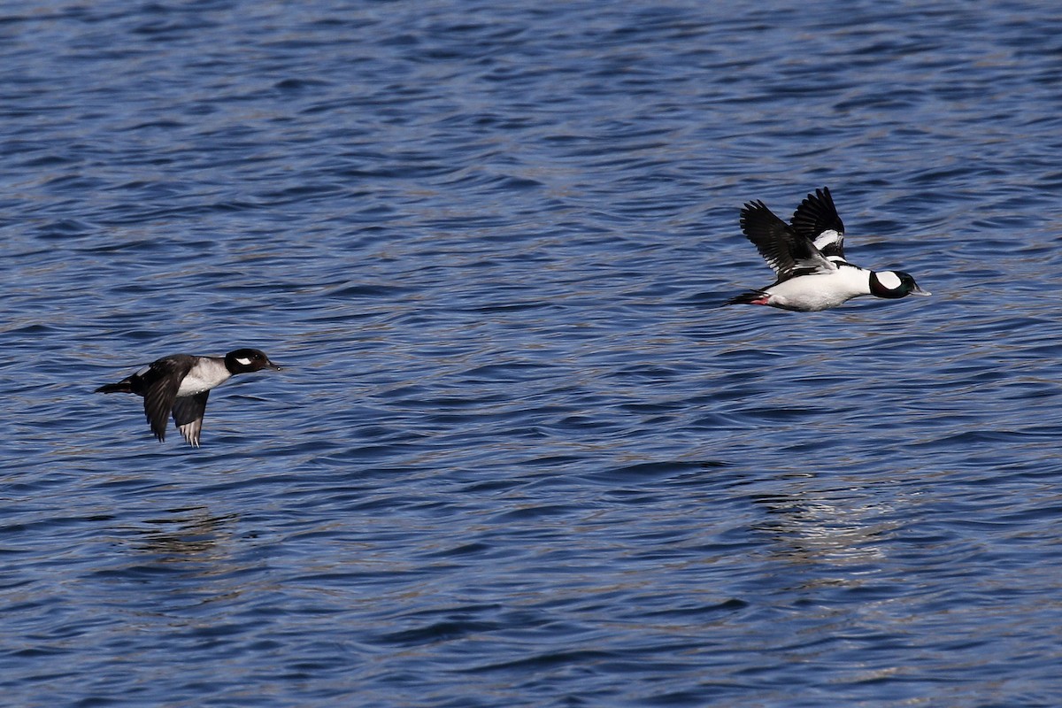 Bufflehead - ML415982831