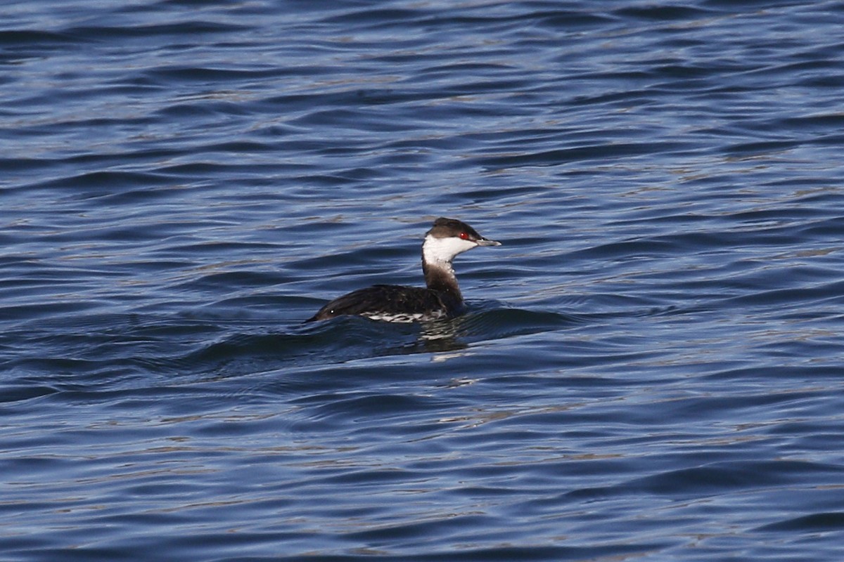 Horned Grebe - ML415982981