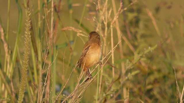 Dark-throated Seedeater - ML415983681