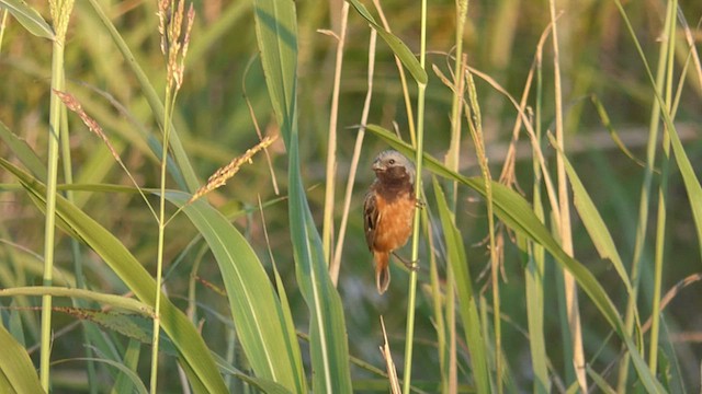 Dark-throated Seedeater - ML415983911