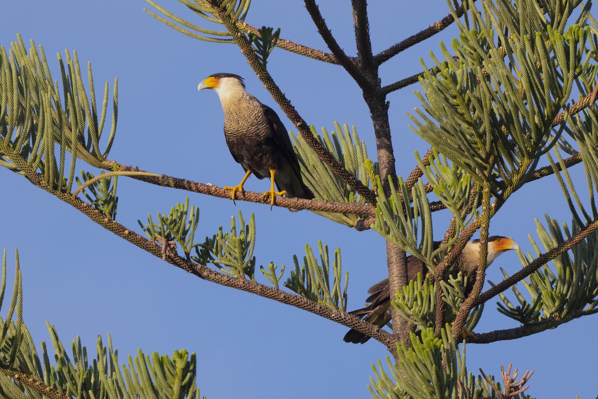 Crested Caracara (Northern) - ML415983921