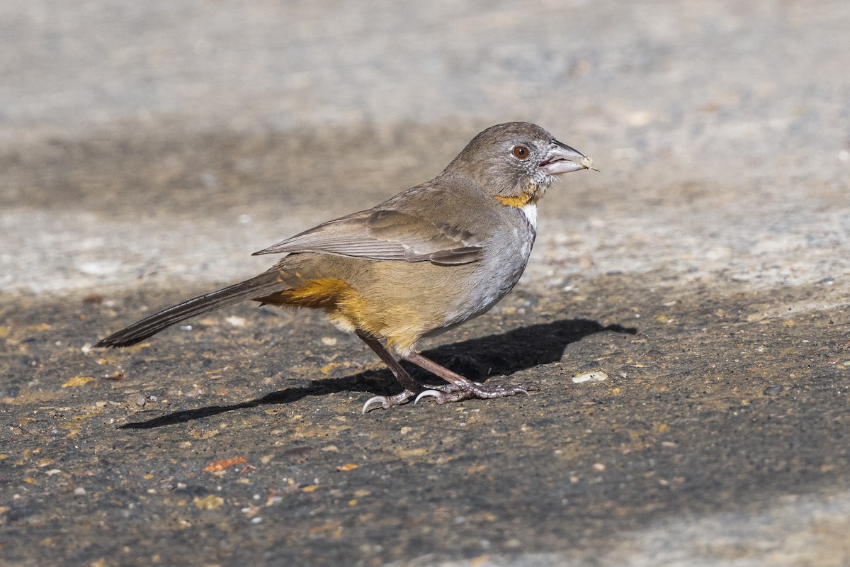 White-throated Towhee - ML415985001