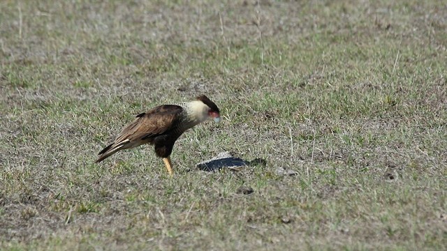 Crested Caracara - ML415985281