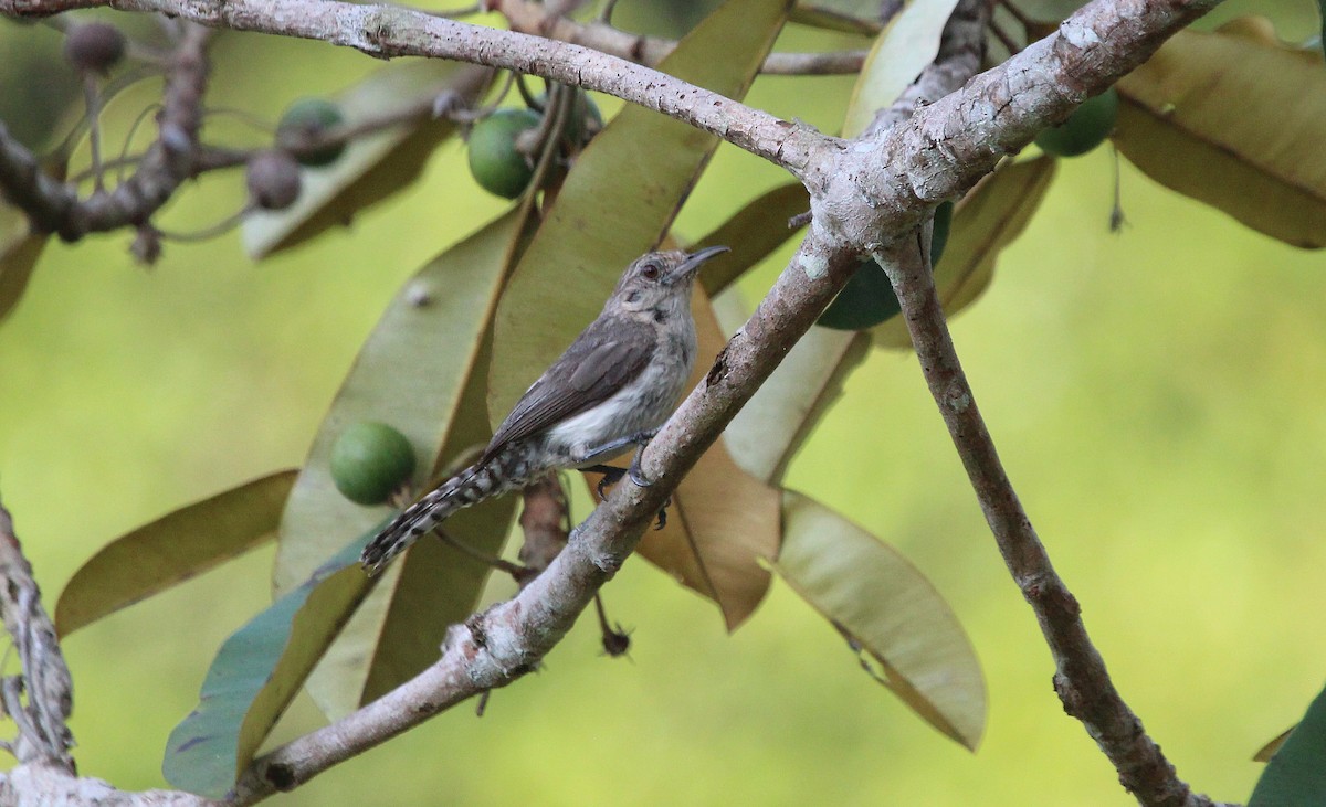 Tooth-billed Wren - Alexander Lees