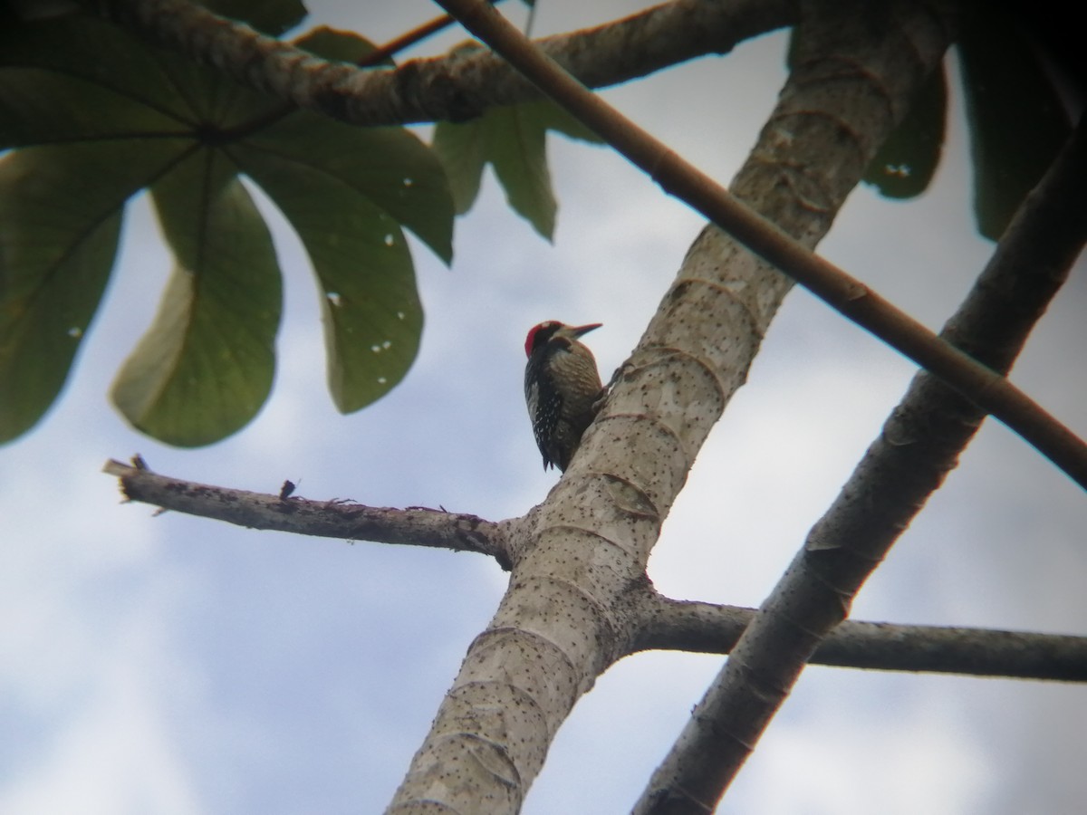 Black-cheeked Woodpecker - ML415986871