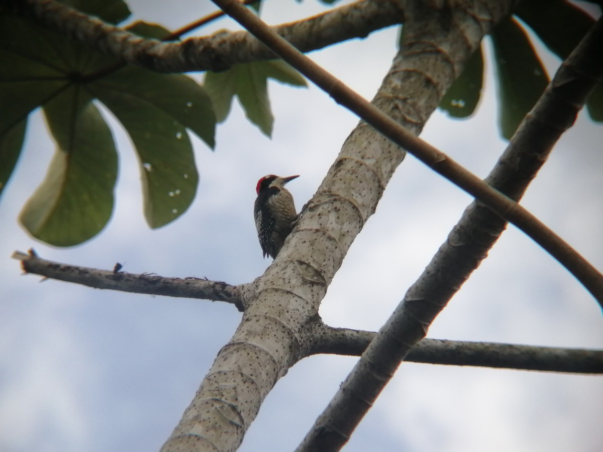 Black-cheeked Woodpecker - ML415986911