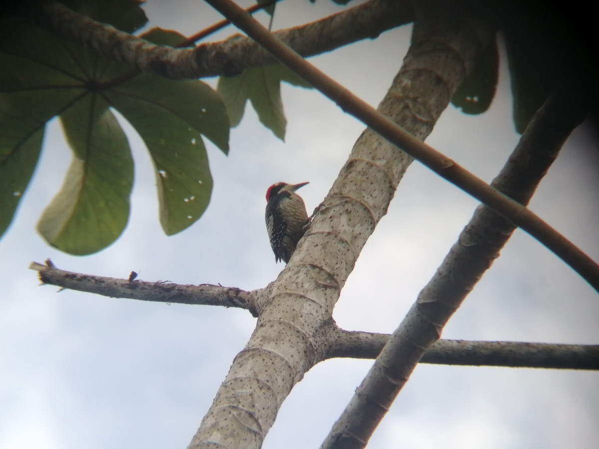 Black-cheeked Woodpecker - ML415986921