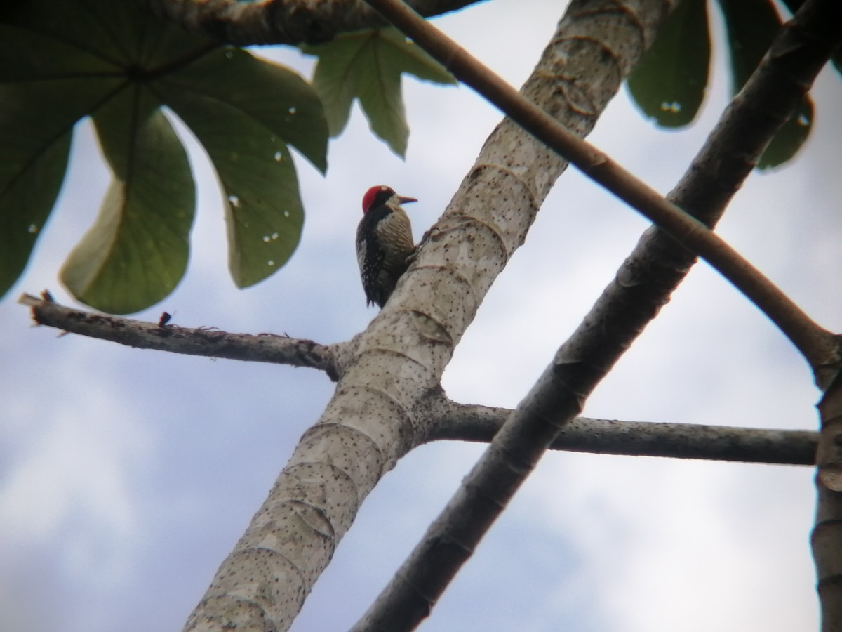 Black-cheeked Woodpecker - ML415986931