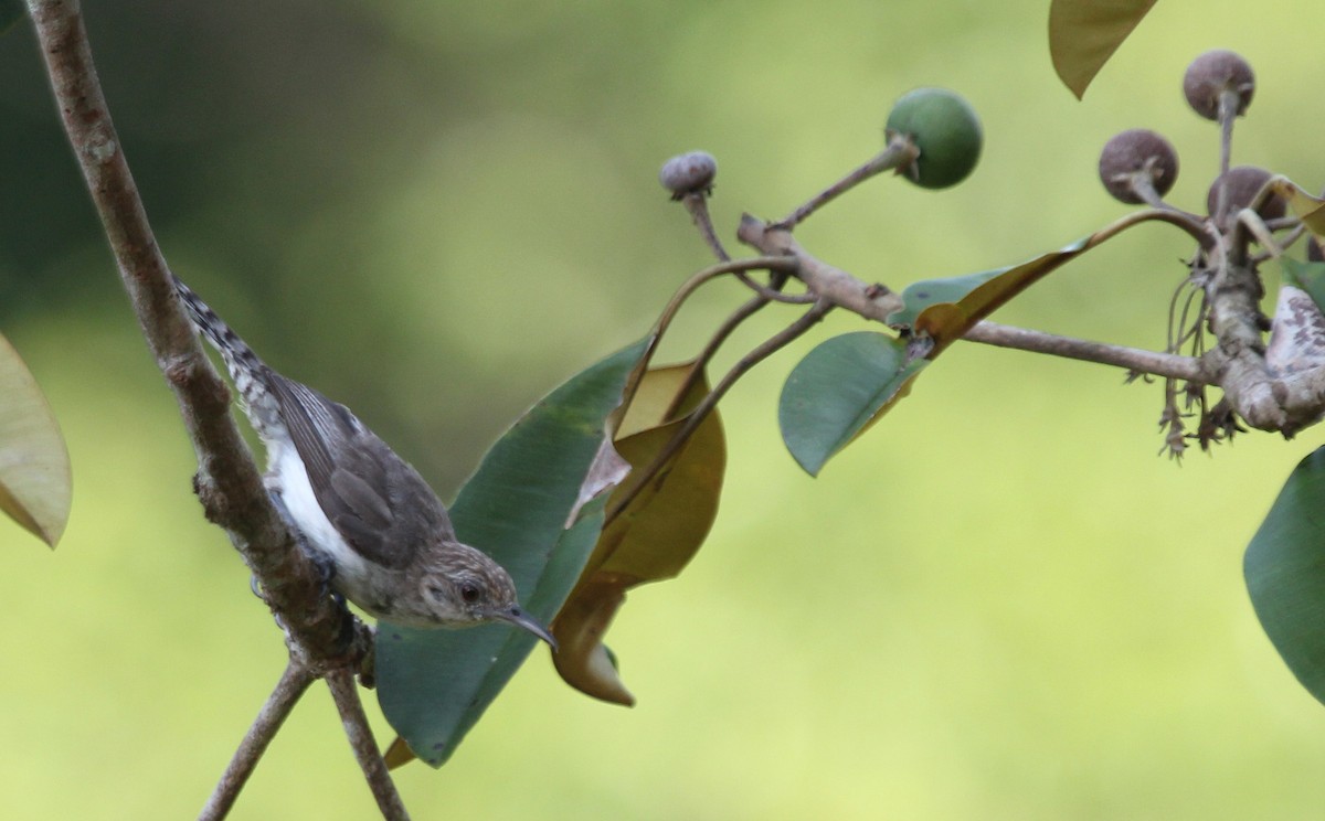 Tooth-billed Wren - ML41598821