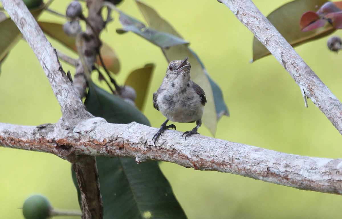 Tooth-billed Wren - Alexander Lees