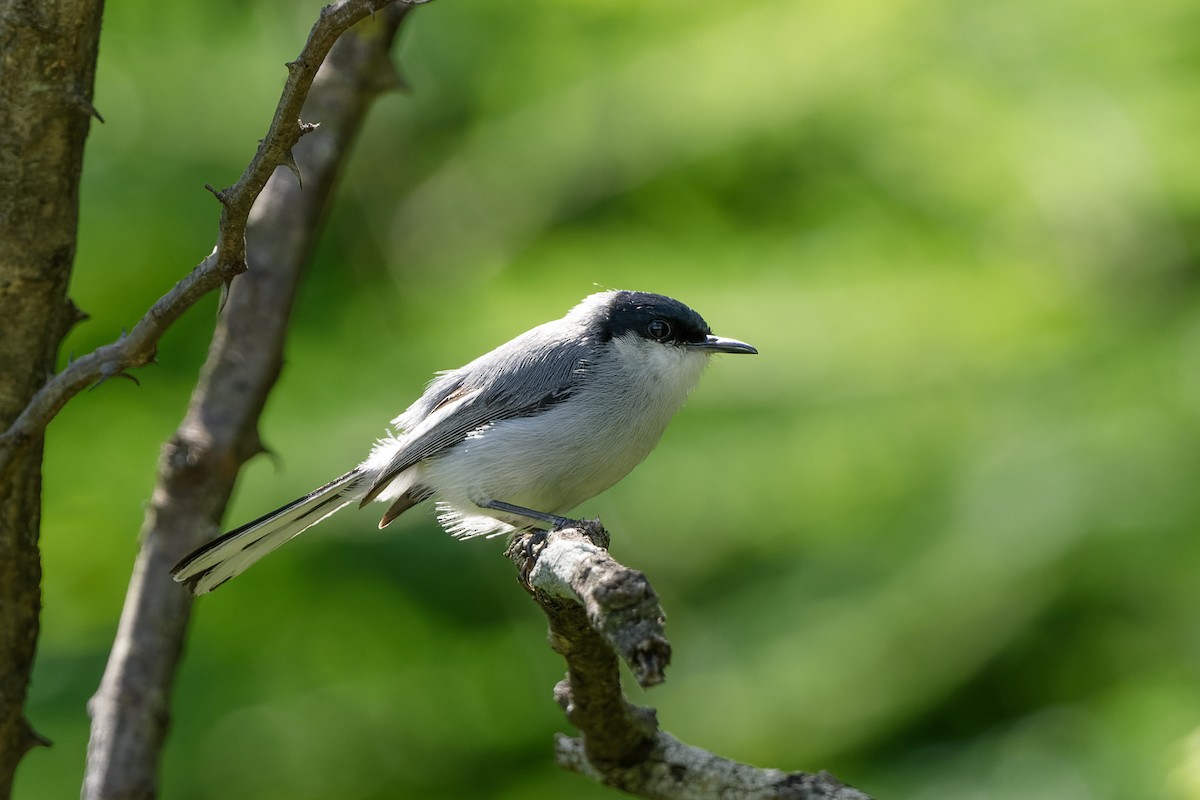 White-lored Gnatcatcher - ML415989501