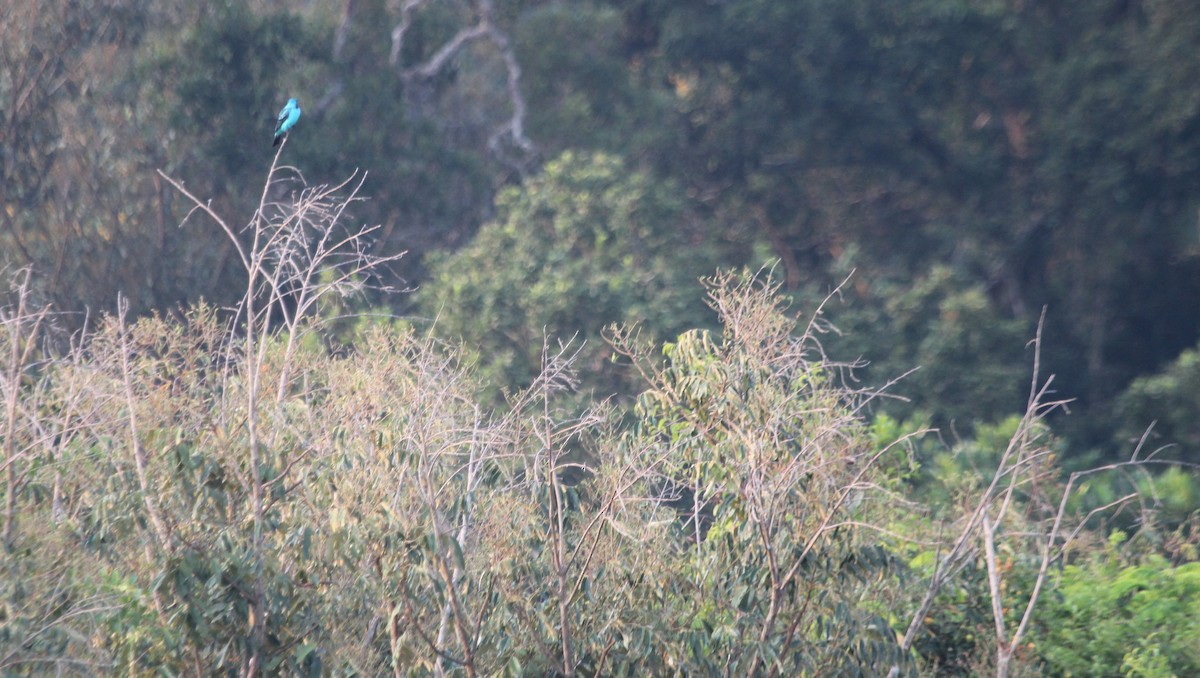 Spangled Cotinga - Alexander Lees