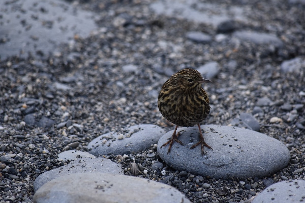 South Georgia Pipit - John Bates