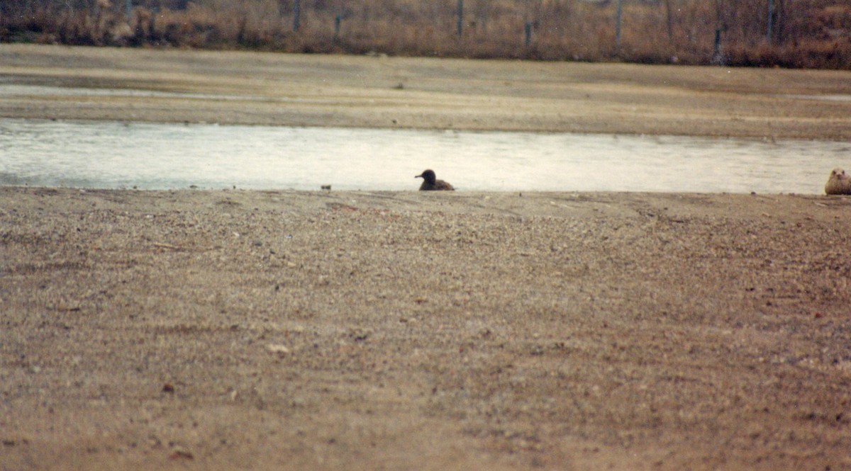 Heermann's Gull - ML415991661