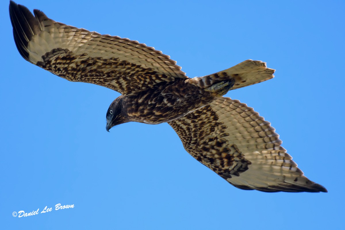 Red-tailed Hawk - Dan Brown