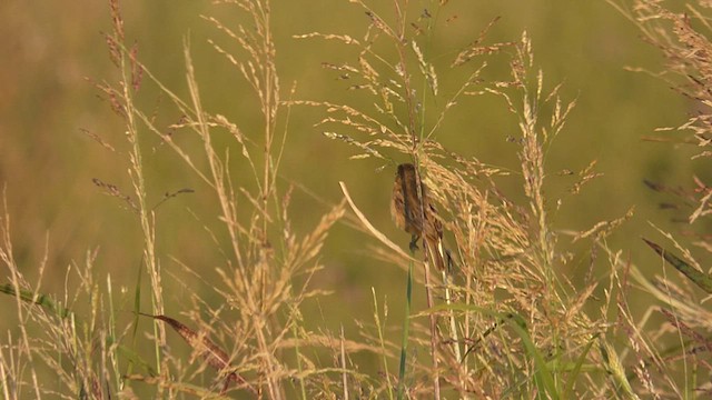 Dark-throated Seedeater - ML415992631