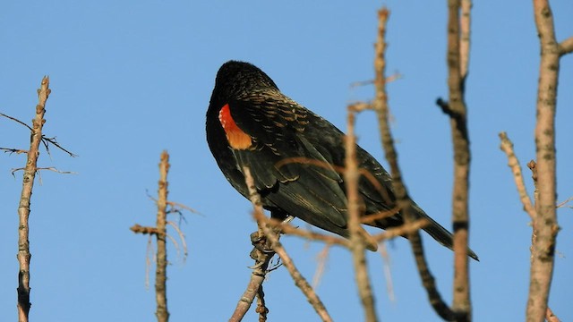 Red-winged Blackbird - ML415992751
