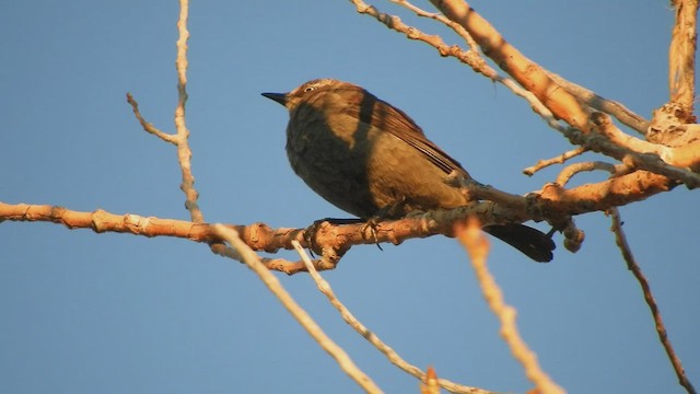 Rusty Blackbird - ML415992781