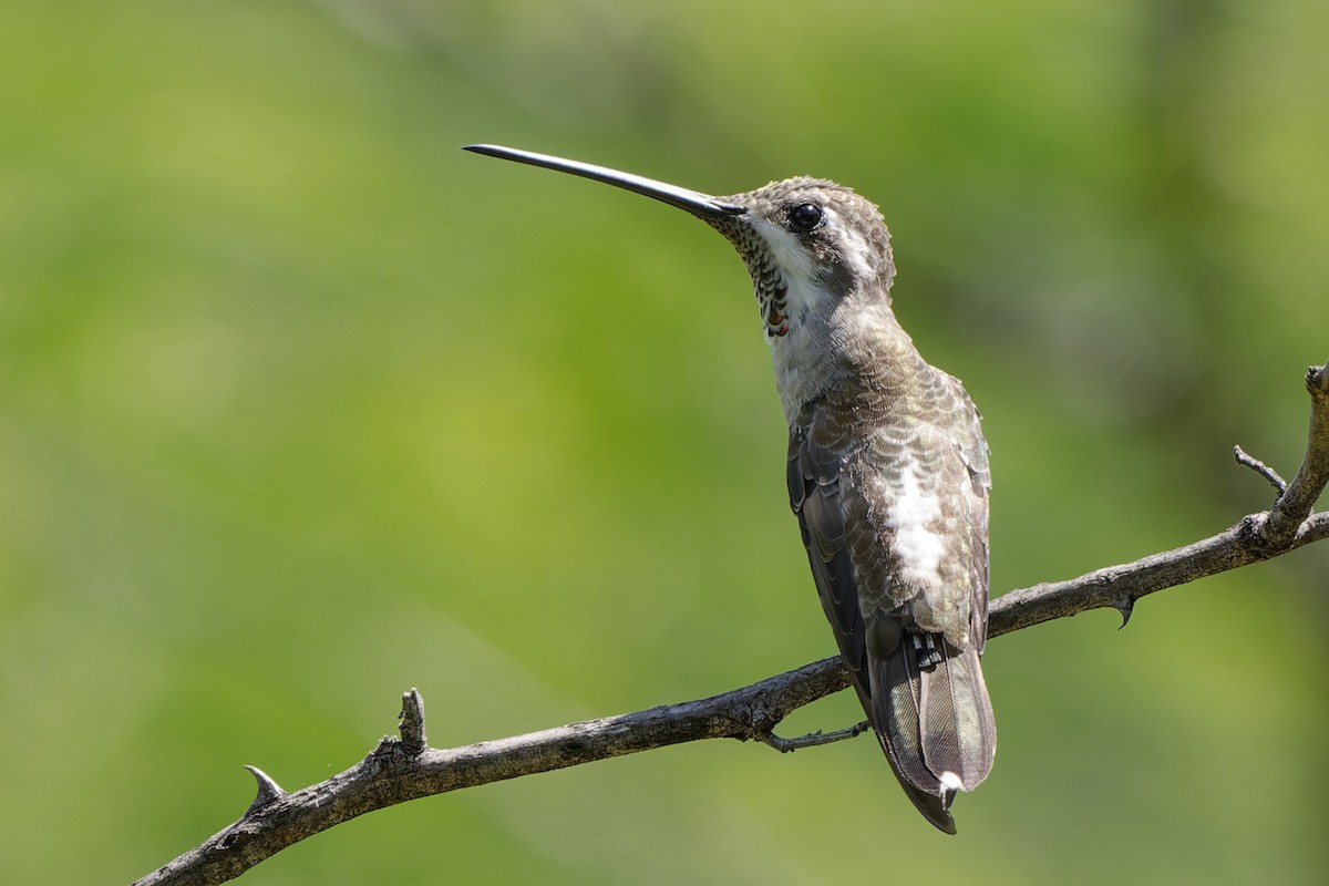 Plain-capped Starthroat - ML415992831