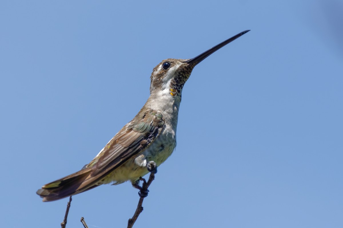 Plain-capped Starthroat - ML415992841