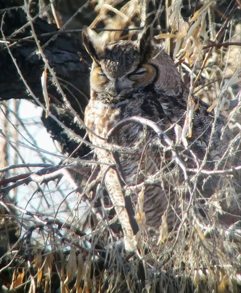 Great Horned Owl - ML415994031