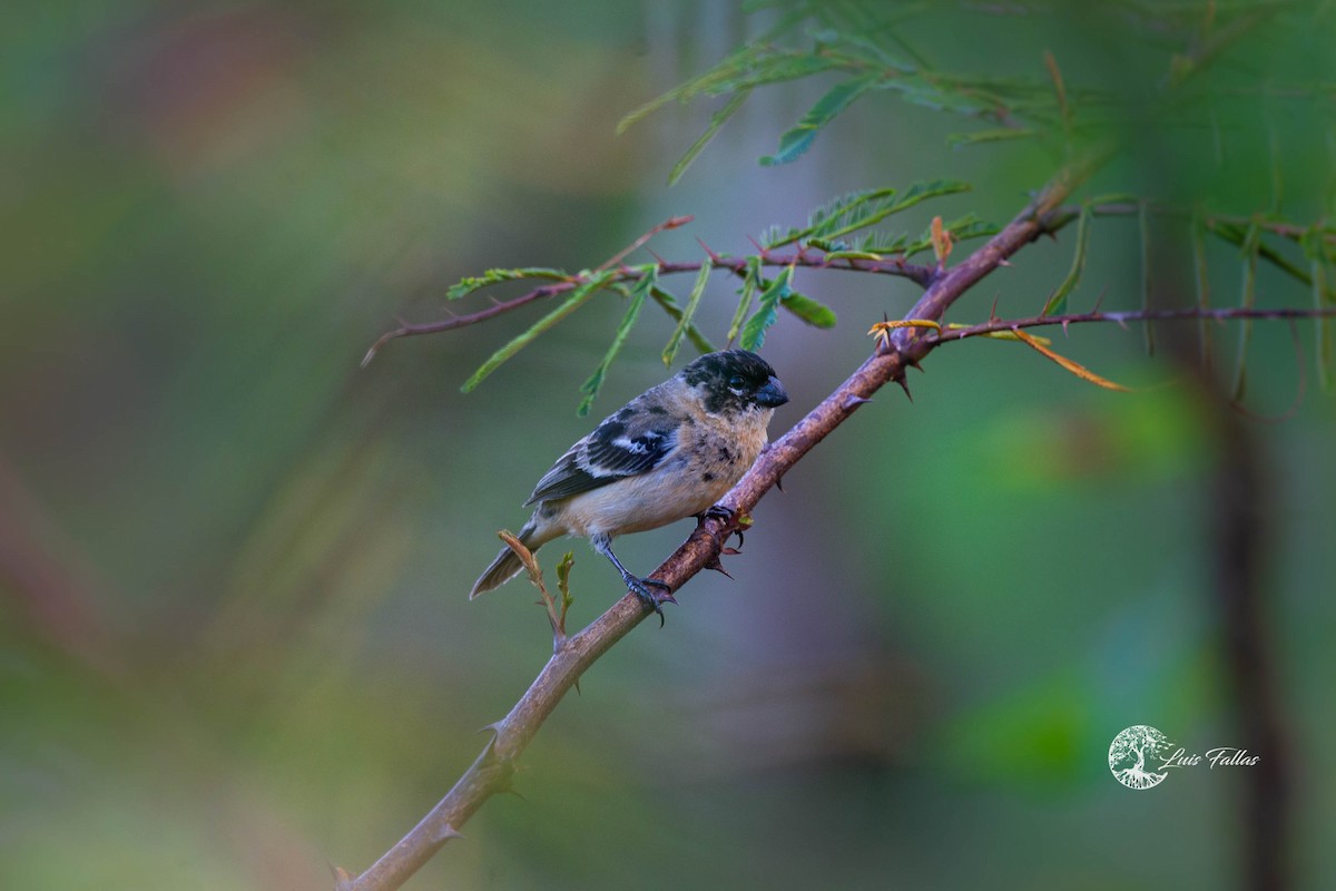 Variable Seedeater - ML415994041