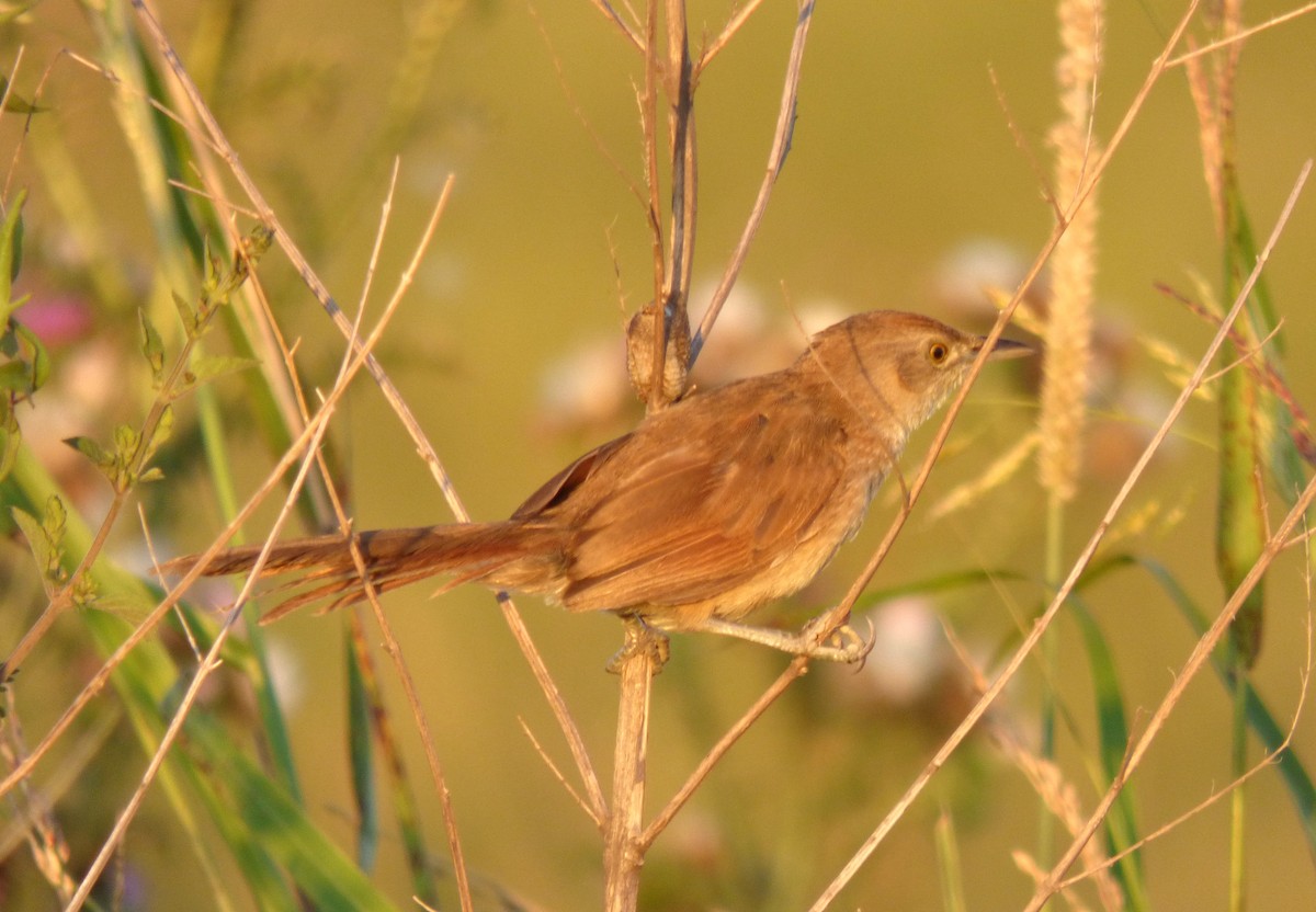 Freckle-breasted Thornbird - ML415994071