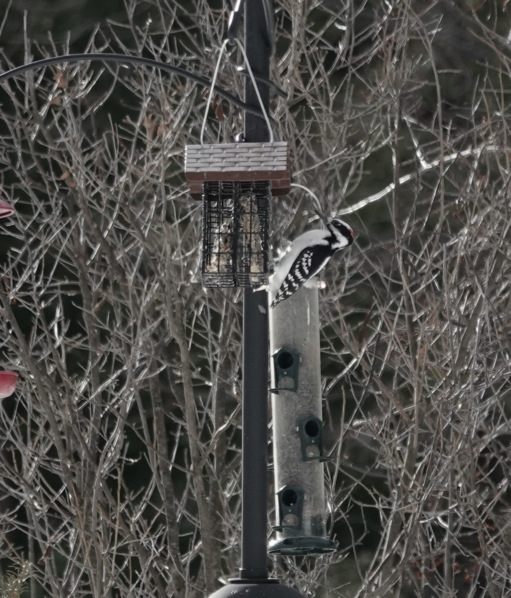 Hairy Woodpecker - ML415994321