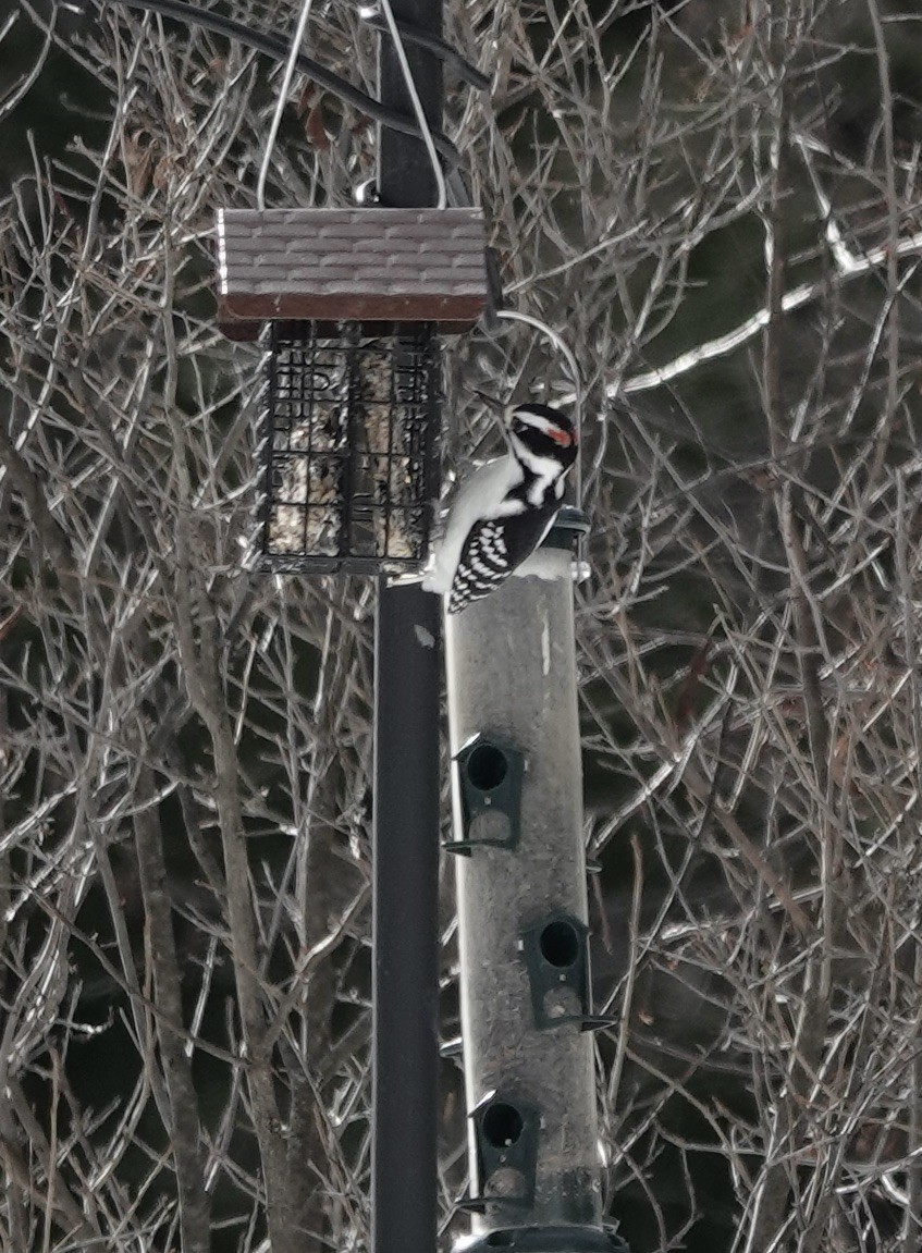 Hairy Woodpecker - Jeanne-Marie Maher