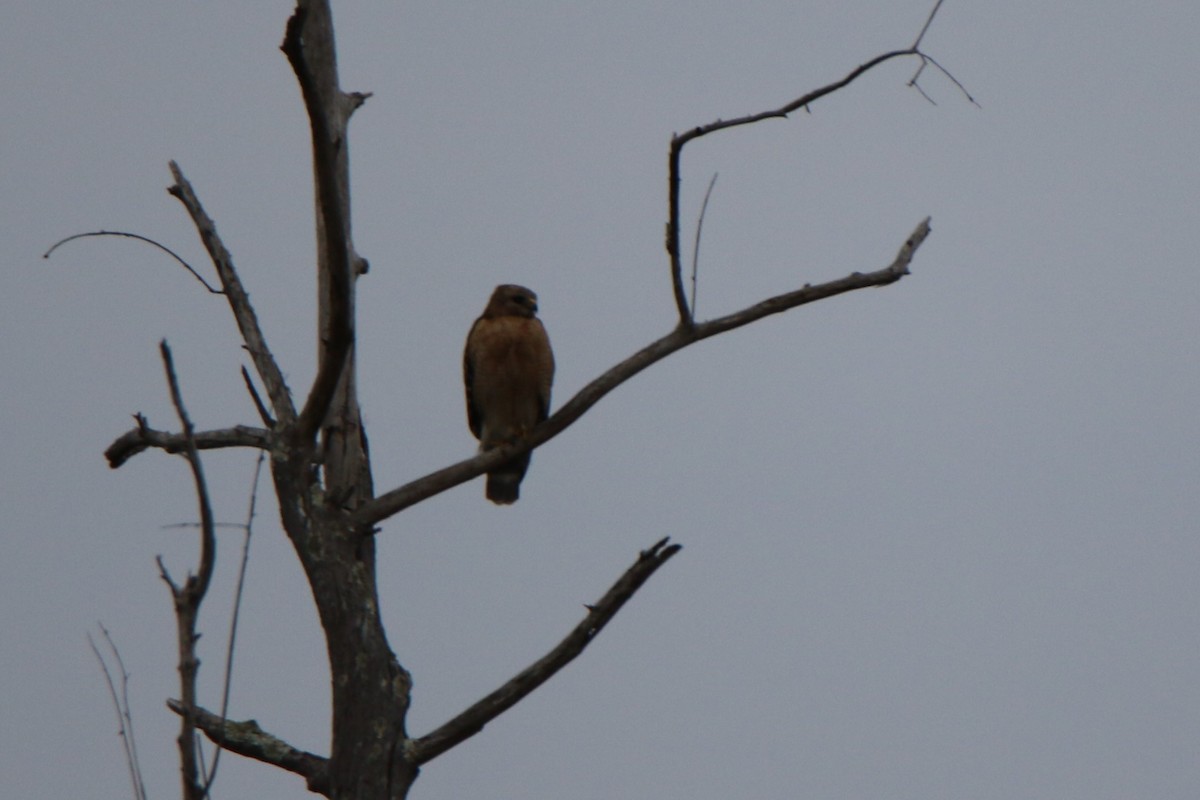 Red-shouldered Hawk - Joe Baldwin