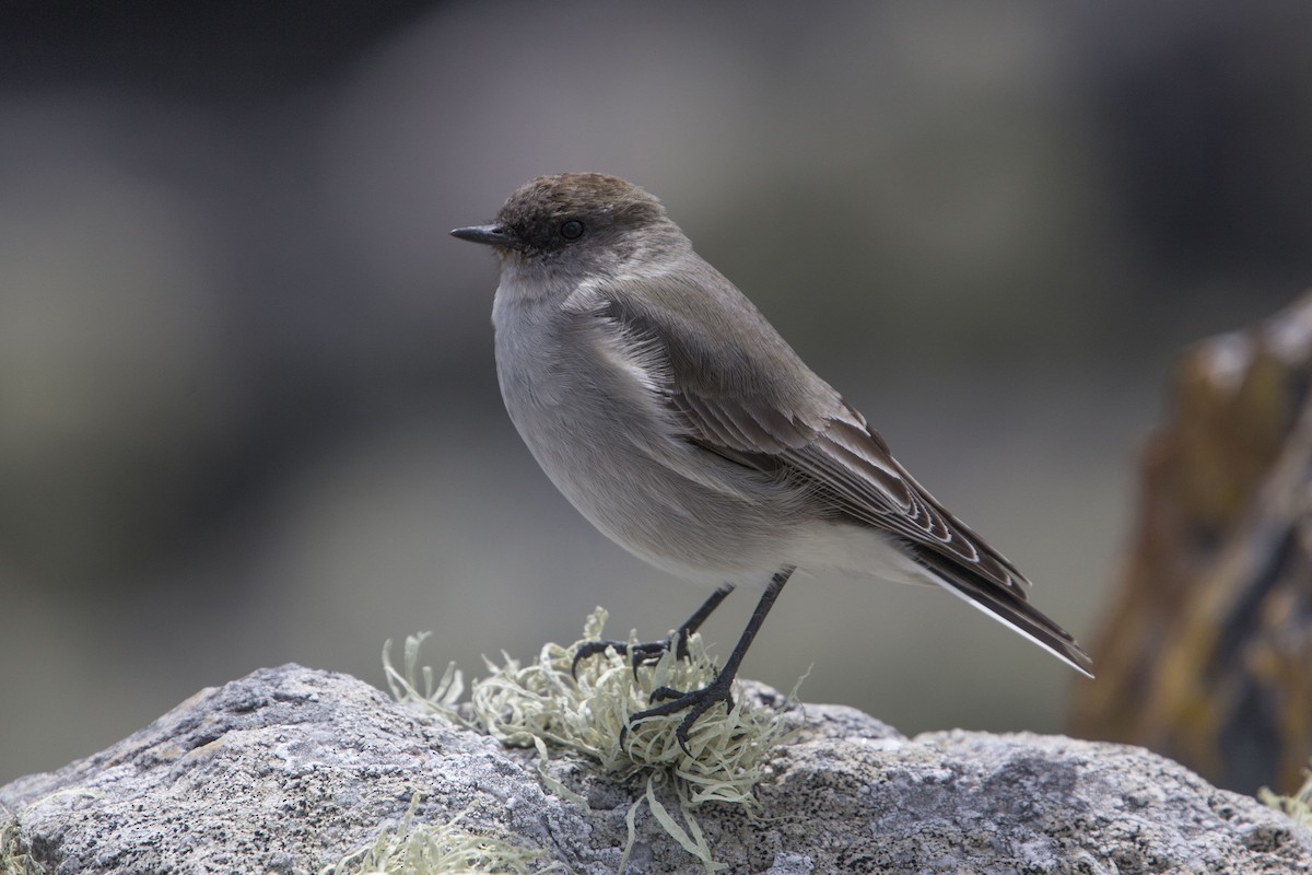 Dark-faced Ground-Tyrant - ML415994661