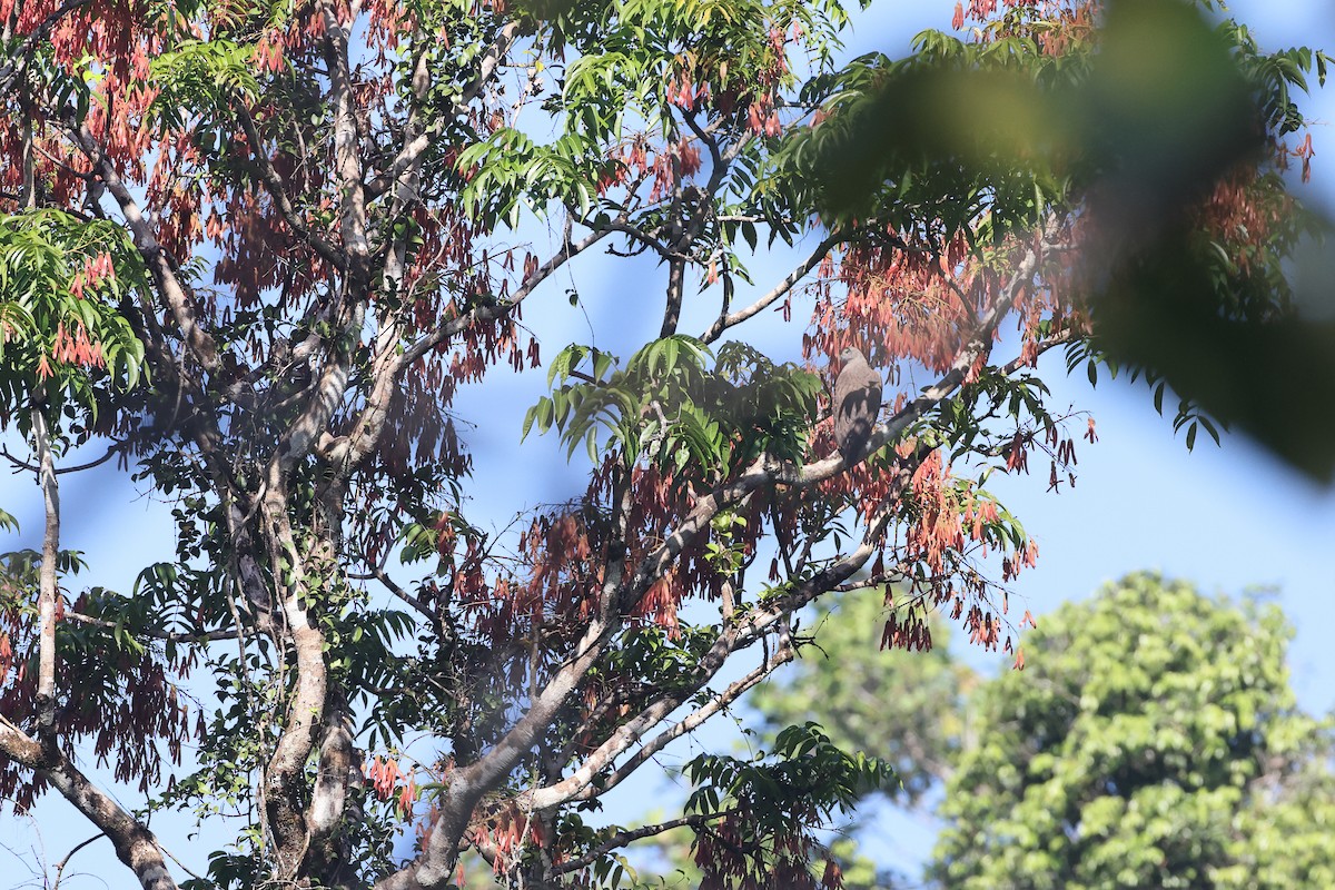 Lesser Fish-Eagle - ML415996531