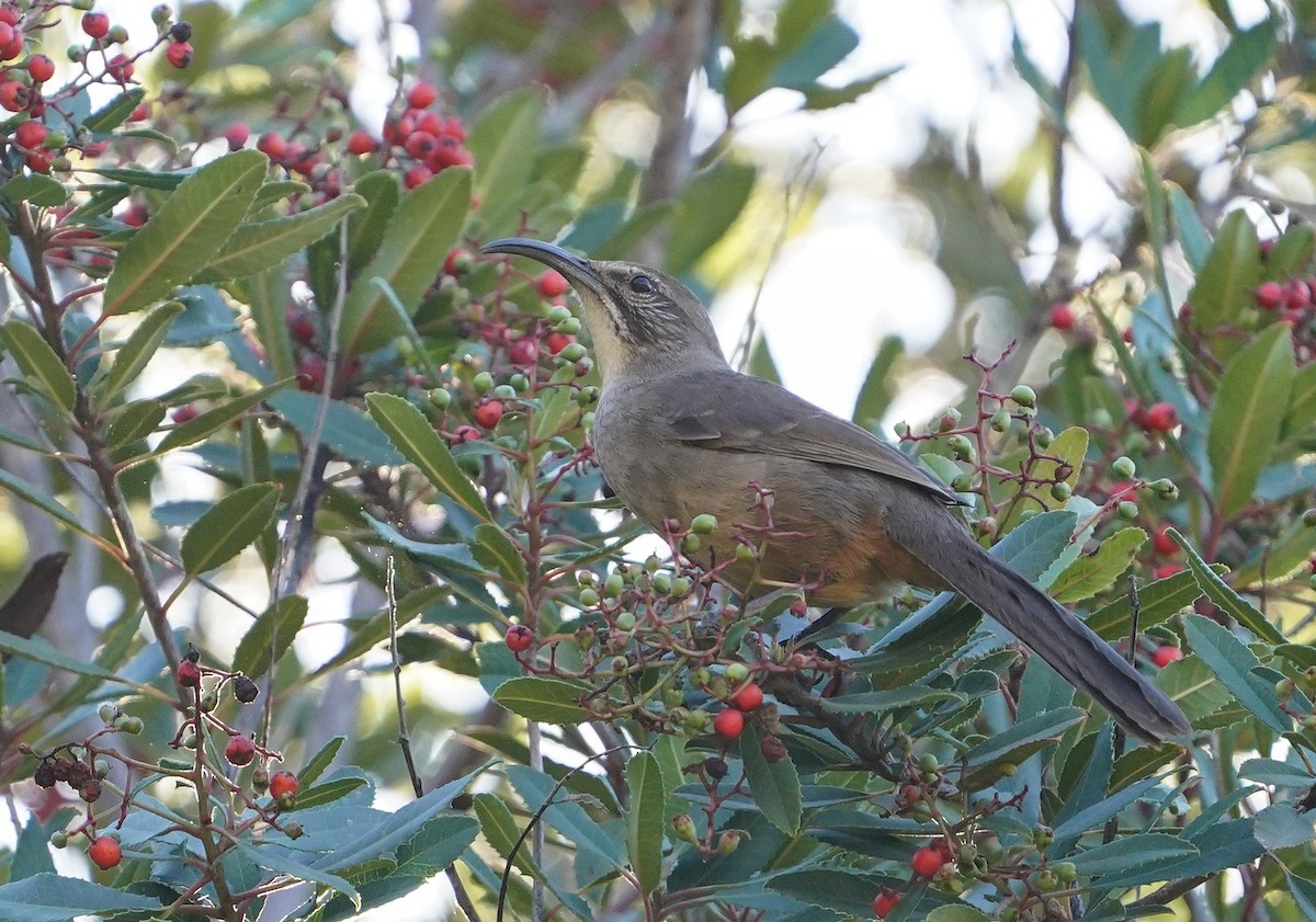 California Thrasher - ML415998111