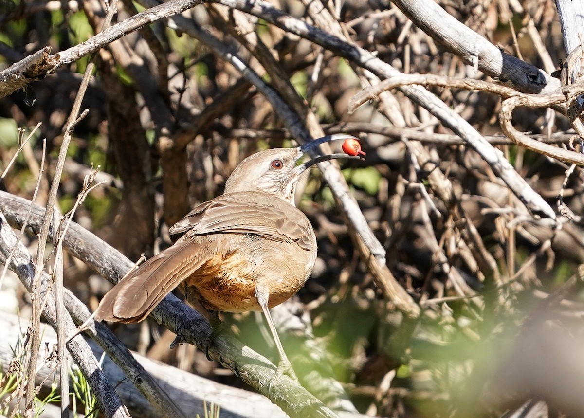 California Thrasher - ML415998131