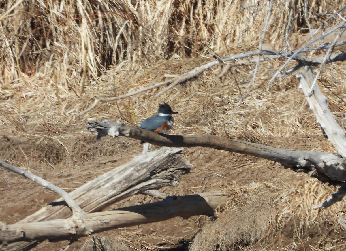Belted Kingfisher - ML415998251