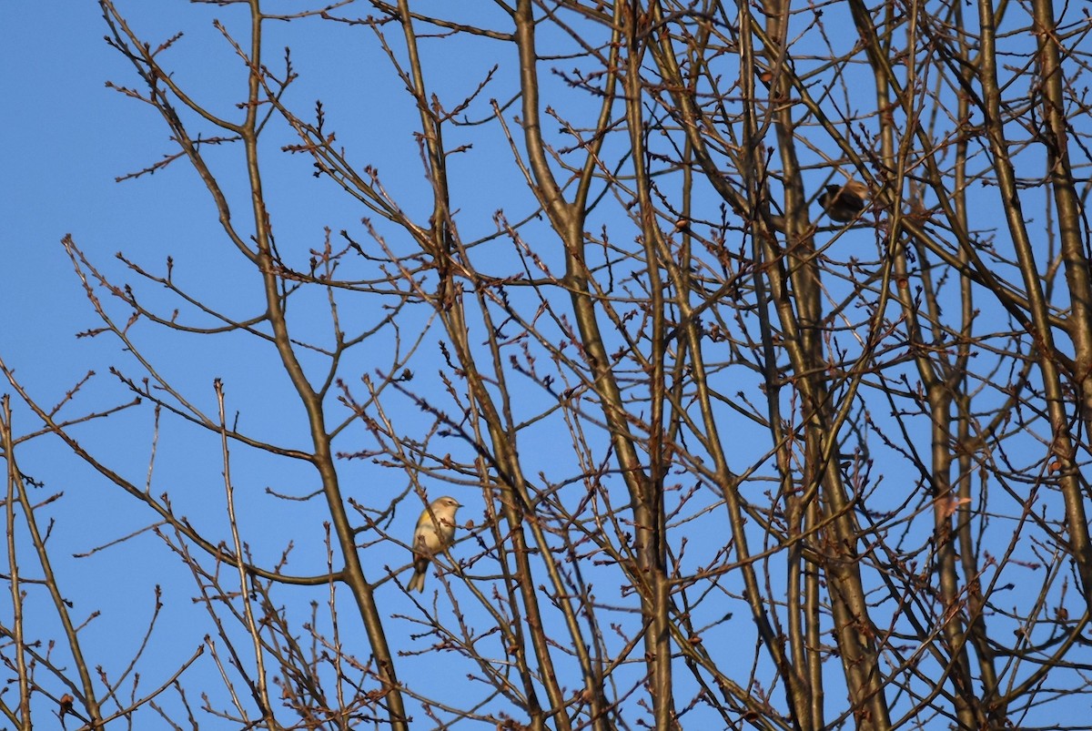 Yellow-rumped Warbler - ML415999651