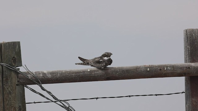 Common Nighthawk - ML415999851