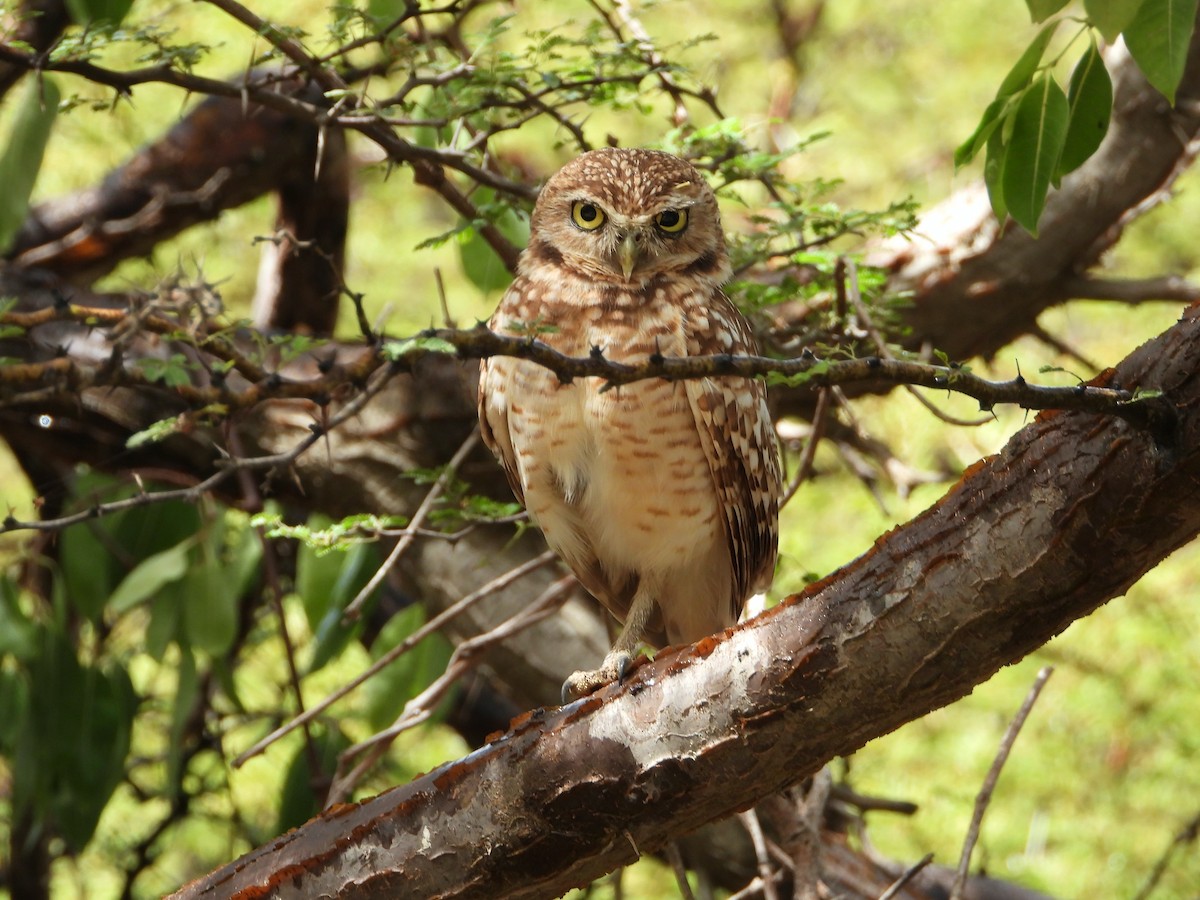 Burrowing Owl - ML415999871