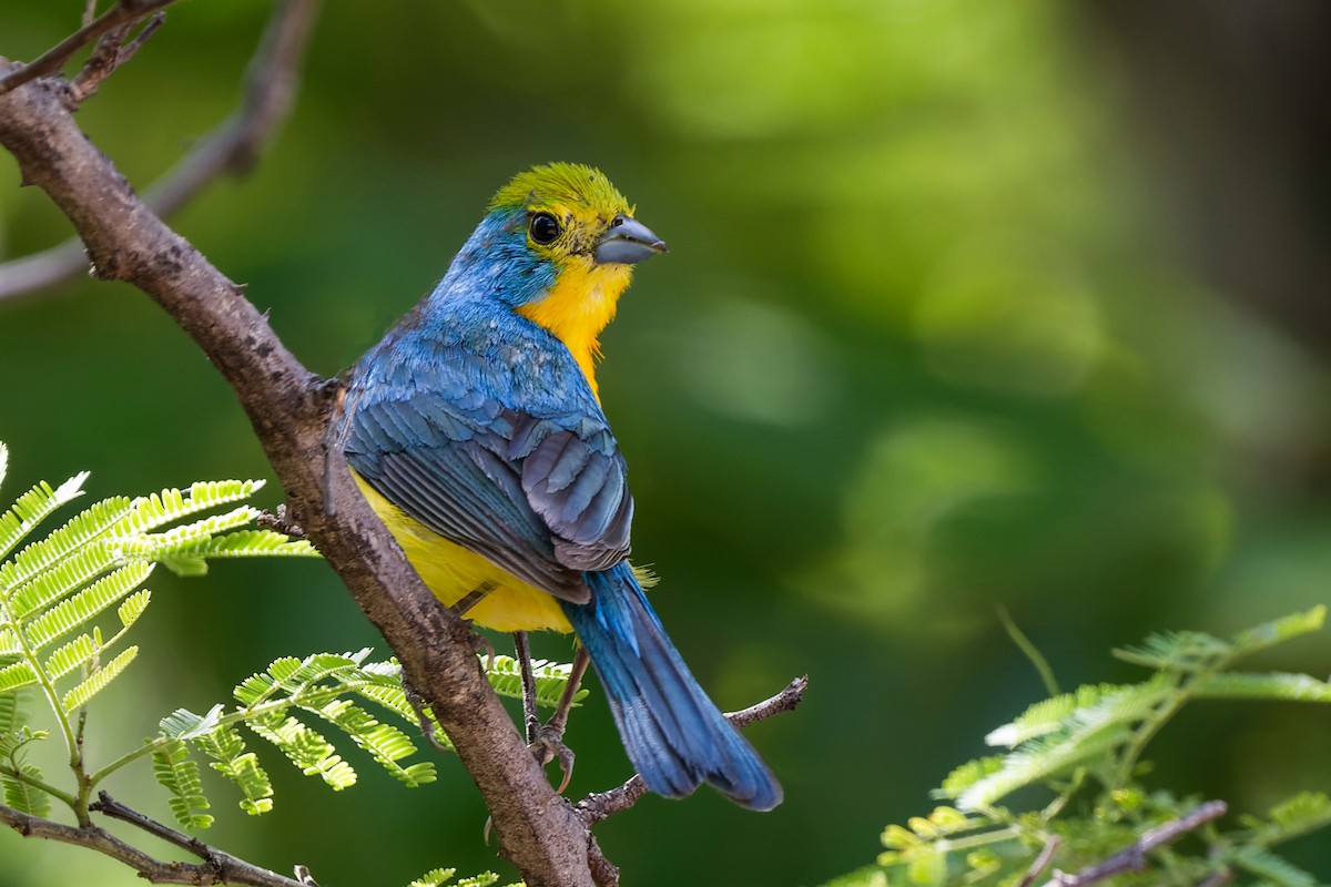 Orange-breasted Bunting - ML416000001