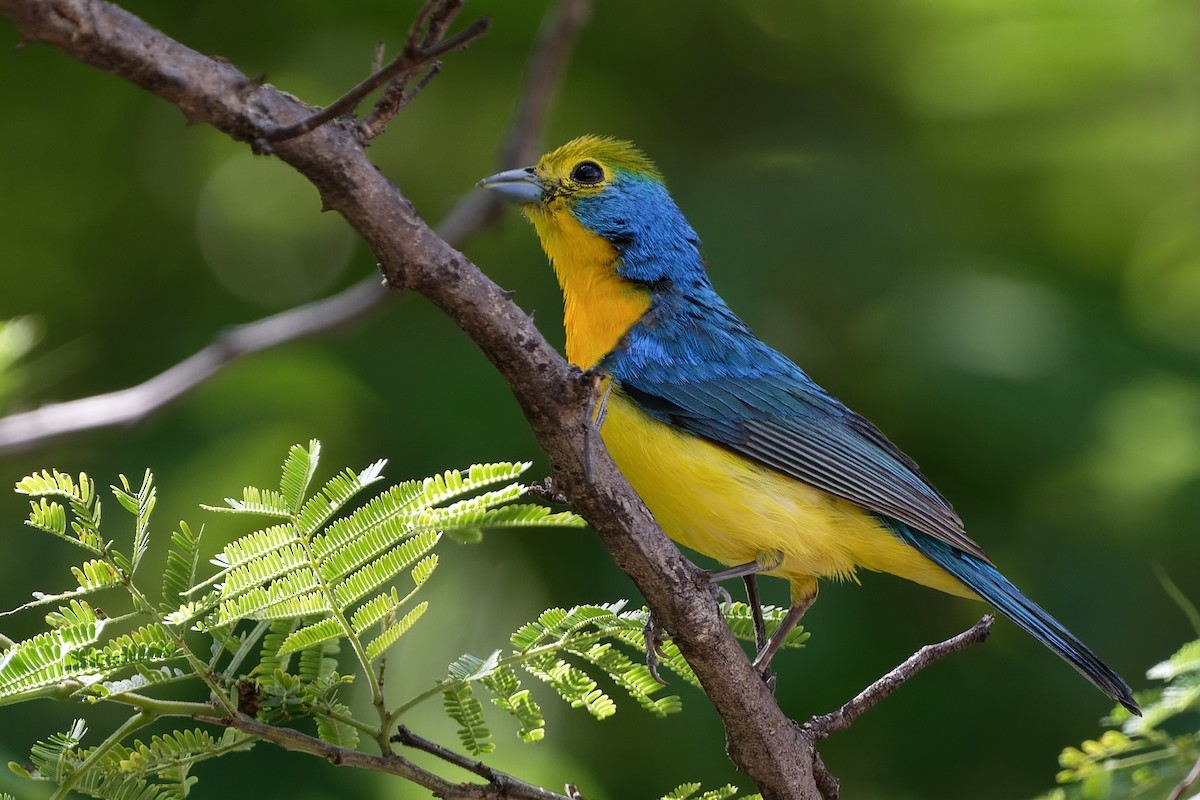 Orange-breasted Bunting - ML416000051