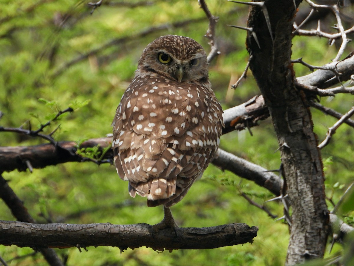 Burrowing Owl - ML416000191