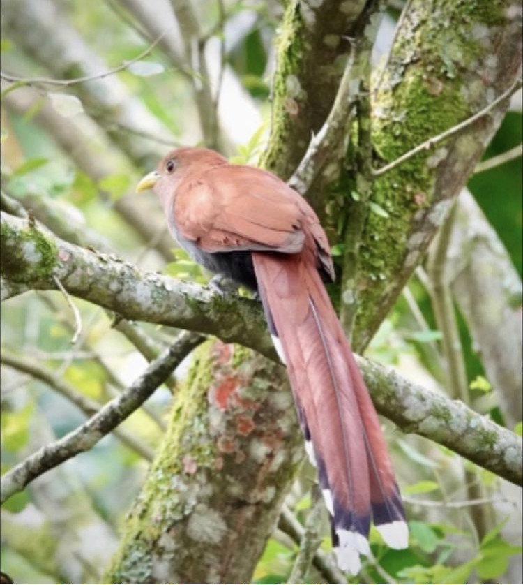 Squirrel Cuckoo - Ayde Solarte