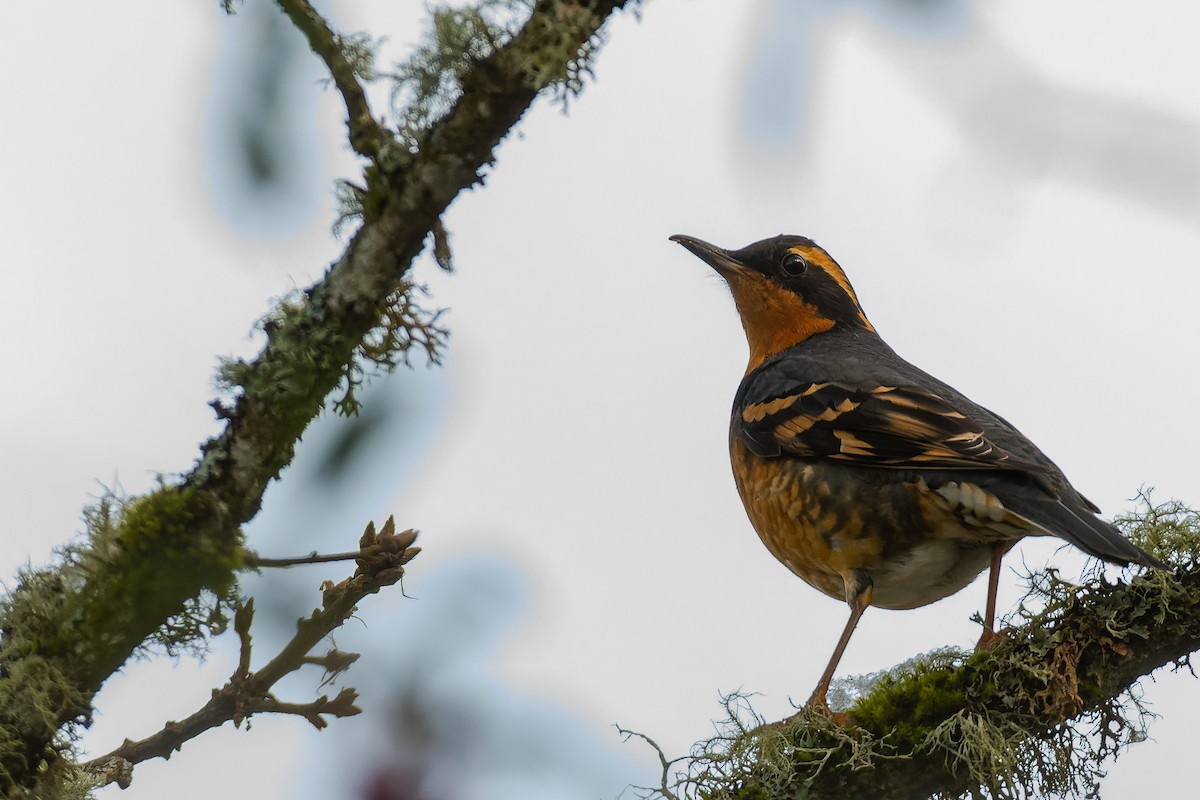 Varied Thrush - ML416000591