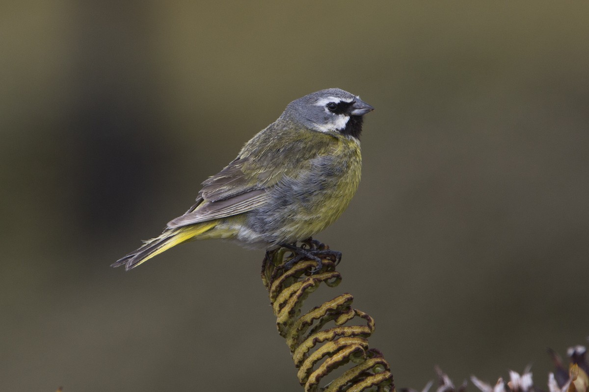 White-bridled Finch (Falkland) - Bryce Robinson