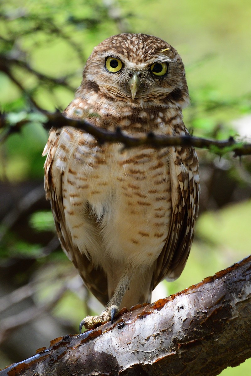 Burrowing Owl - ML416002411