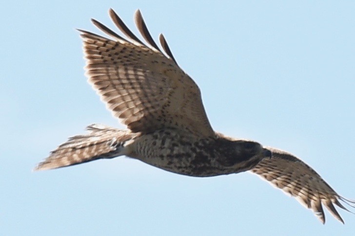 Red-shouldered Hawk - ML416004121